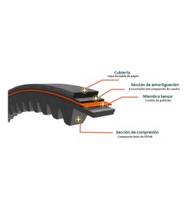 CORREA TRAPECIAL DENTADA BX 120 17X11X3100 Li